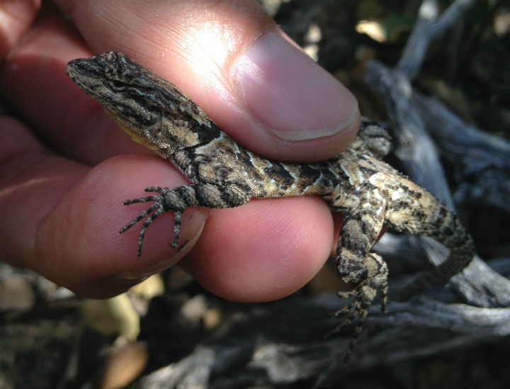 Ornate Tree Lizard